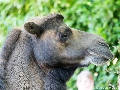 Krefeld Zoo-1