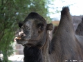 Krefeld Zoo-2